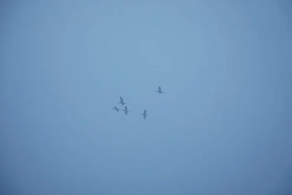 Fliegendes Flugzeug Himmel — Stockfoto