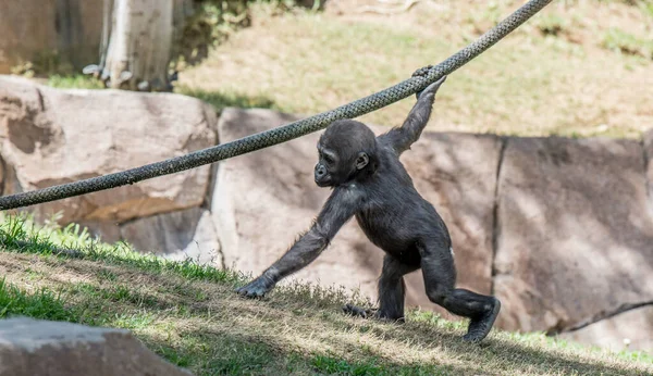 Eine Nahaufnahme Eines Niedlichen Schimpansen — Stockfoto