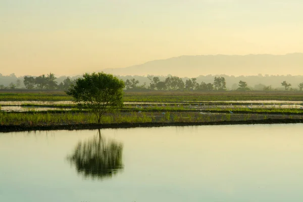 朝の川の景色が美しい風景 — ストック写真
