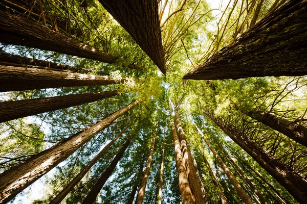 Прекрасний Вид Ліс — стокове фото
