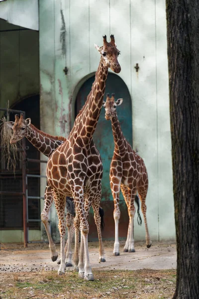 Girafes Dans Zoo — Photo