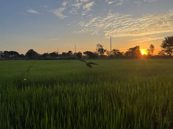 朝の緑の田んぼ — ストック写真