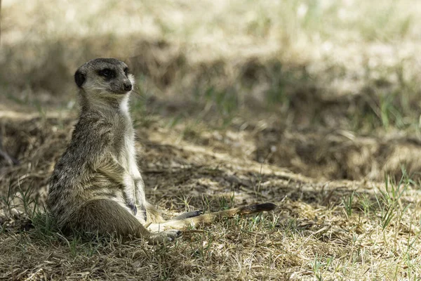 Meerkat Dans Herbe — Photo