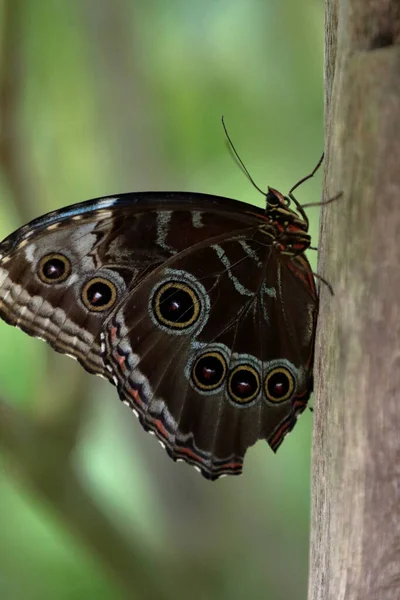 Schöner Schmetterling Auf Einer Blume — Stockfoto