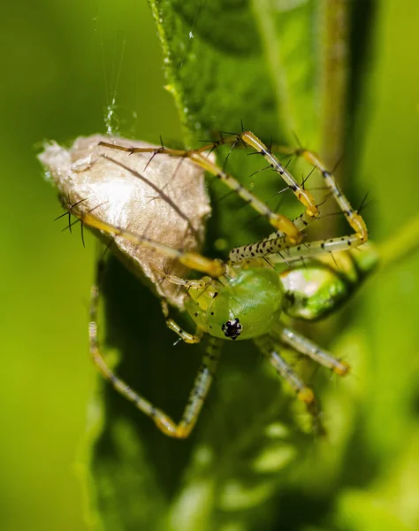 Closeup Shot Insect Nature Background — Stock Photo, Image