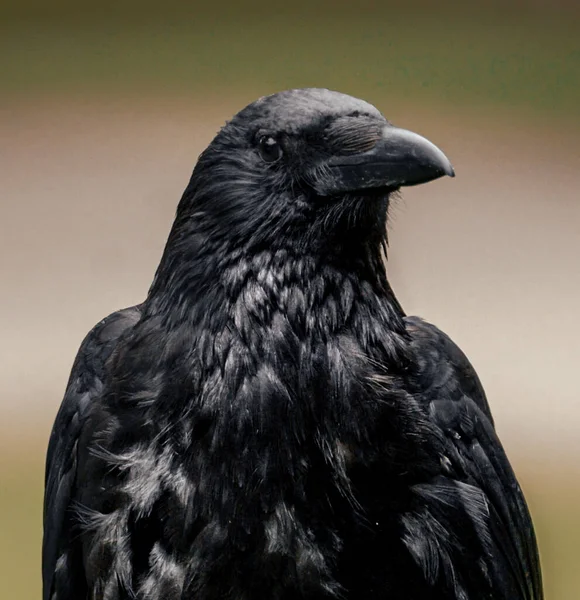 鳥を背景にした黒いカラスは — ストック写真