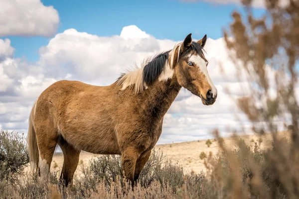 Beautiful Wild Horse Field — Stock Photo, Image