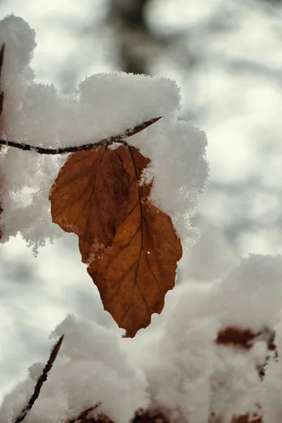 Biały Śnieg Gałęziach Drzewa — Zdjęcie stockowe