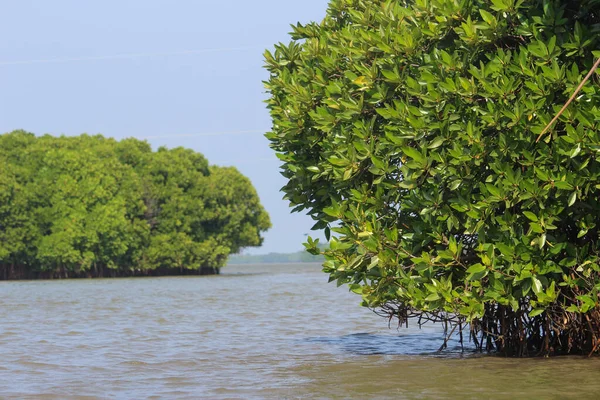 水中のマングローブ林は — ストック写真