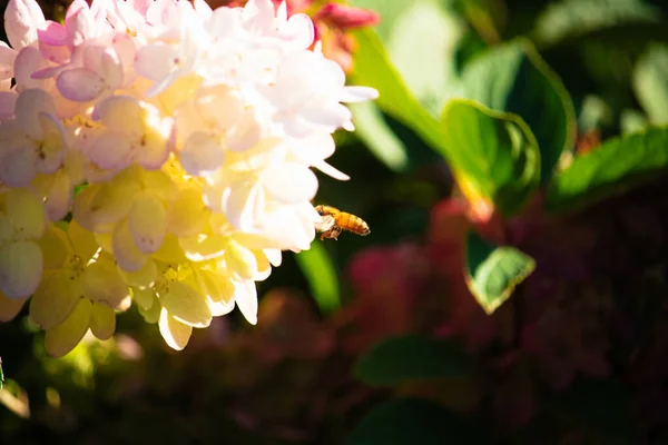 Schöne Botanische Aufnahme Natürliche Tapete Blume — Stockfoto