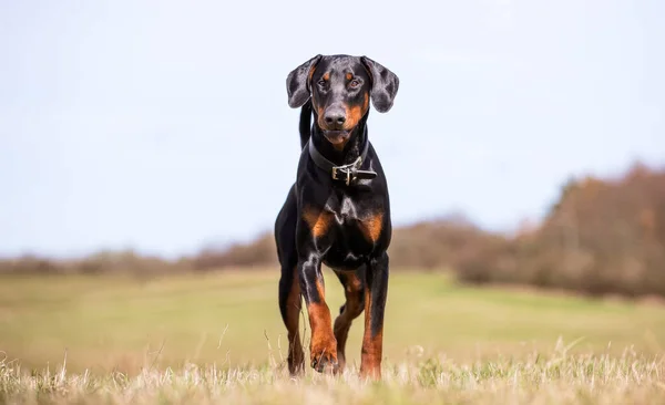 Sevimli Bir Dachshund Köpeğinin Portresi — Stok fotoğraf