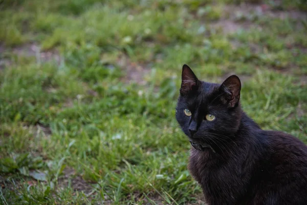 Chat Assis Sur Herbe — Photo