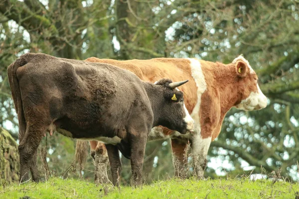 Vacas Pasto —  Fotos de Stock