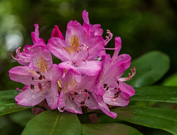 花园里美丽的粉红色花朵 — 图库照片