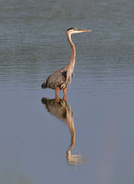 Большая Цапля Ardea Cinerea Воде — стоковое фото