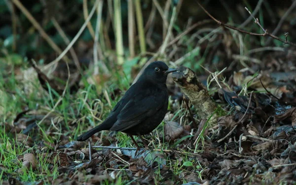 Closeup View Small Bird — Stock Photo, Image