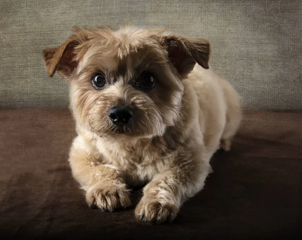 Schattig Hondje Een Achtergrond Van Een Houten Stoel — Stockfoto