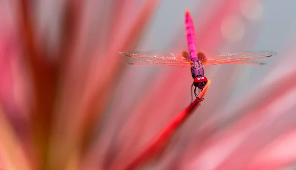 Dragonfly Flower — Stock Photo, Image