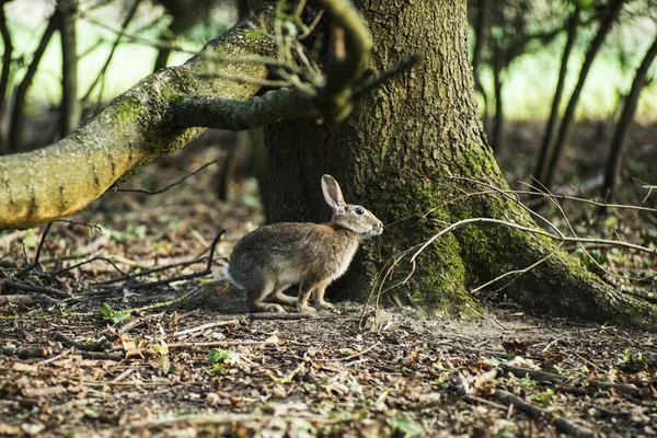 Молодой Кролик Лесу — стоковое фото