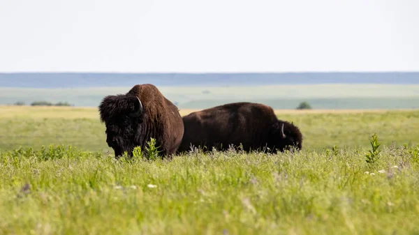 Bison Dans Prairie — Photo