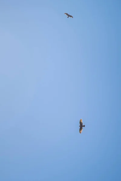 Γλάρος Που Πετά Στον Ουρανό — Φωτογραφία Αρχείου