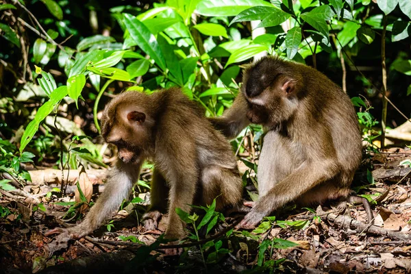 Monos Selva — Foto de Stock