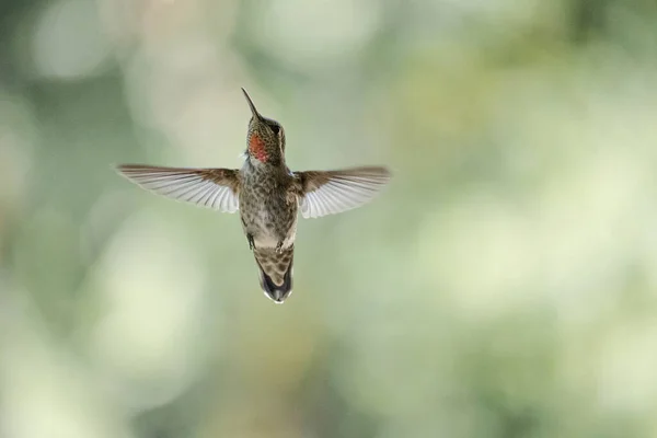 Oiseau Alcedo Atthis Faune Faune Flore Nature Oiseaux — Photo