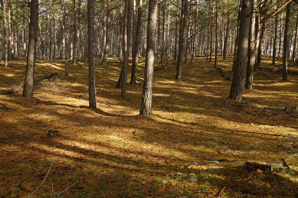 Wunderschöne Landschaft Mit Wald Hintergrund — Stockfoto