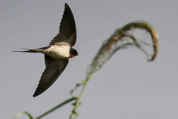 Aussichtsreiche Aussicht Auf Schöne Vögel Der Natur — Stockfoto