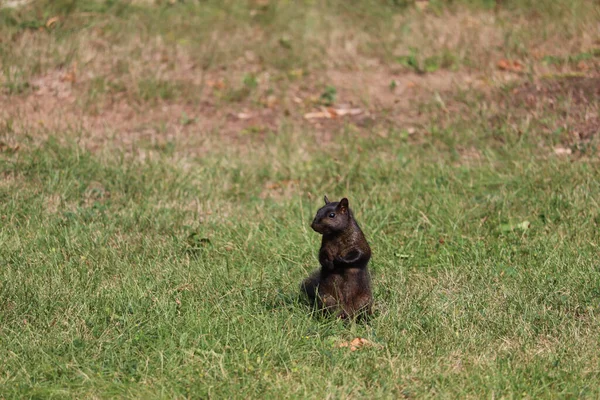 一只坐在绿草上的黑狗 — 图库照片