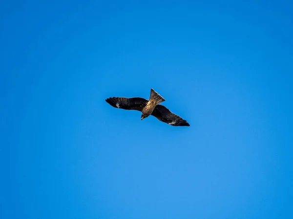 在天空中飞翔的鸟 — 图库照片