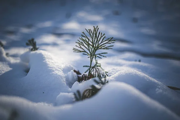 Χιόνι Καλύπτονται Δάσος Χειμώνα — Φωτογραφία Αρχείου