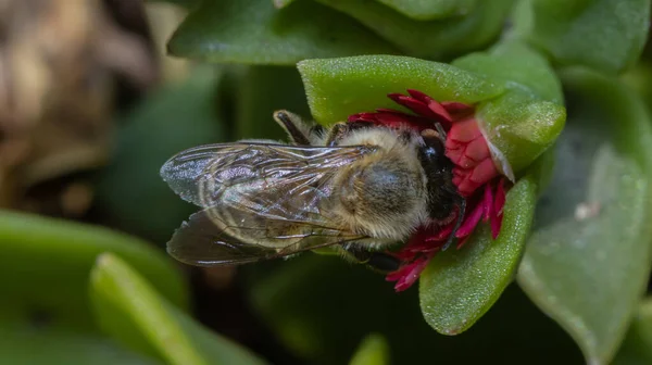 Zblízka Včely Květině — Stock fotografie