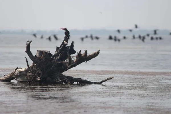 Toter Vogel Auf Dem Fluss — Stockfoto