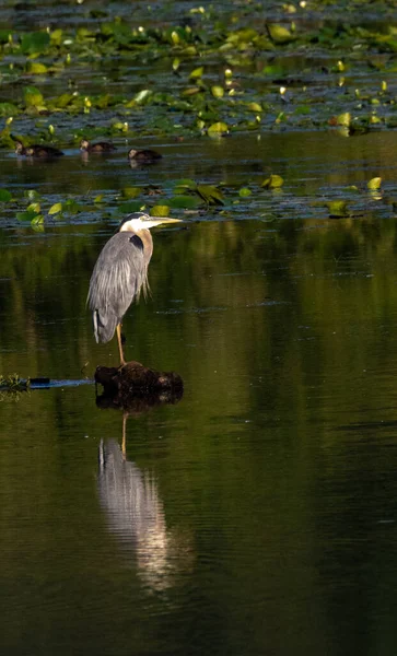 Vogel Het Water — Stockfoto