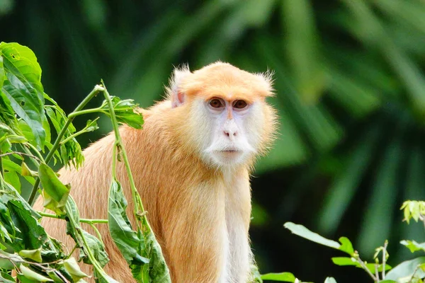 Macaco Selva — Fotografia de Stock