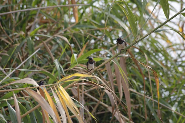 Çimenlikteki Bir Kuşun Yakın Plan Çekimi — Stok fotoğraf