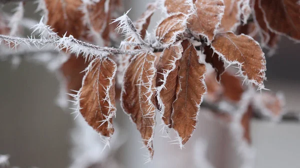 冬の夜は雪に覆われた木の上に乾いた秋の葉 — ストック写真