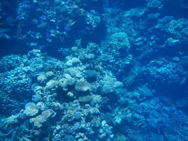 Vue Sous Marine Récif Corallien Dans Mer Rouge Égypte — Photo