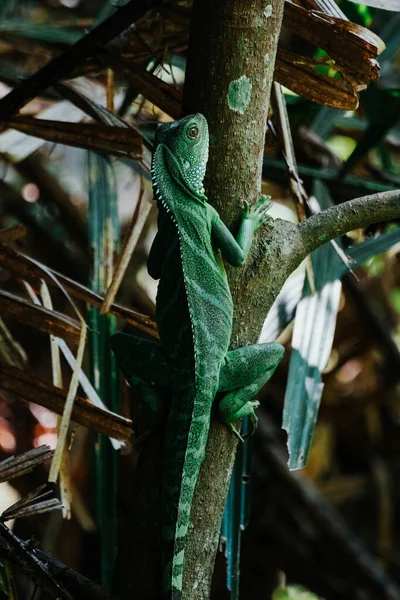 Lézard Vert Sur Arbre — Photo