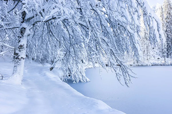 Beautiful Winter Landscape Snow Covered Trees — Stock Photo, Image
