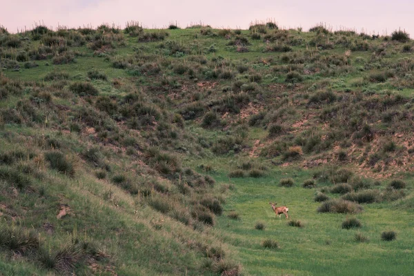 Prachtig Uitzicht Natuur — Stockfoto