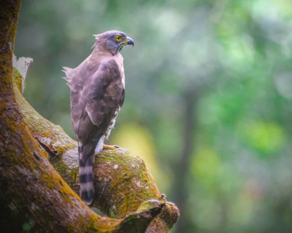 Een Vogel Zit Een Boomtak — Stockfoto