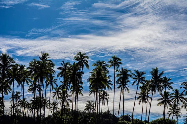 Belle Plage Tropicale Avec Palmiers Ciel Bleu — Photo