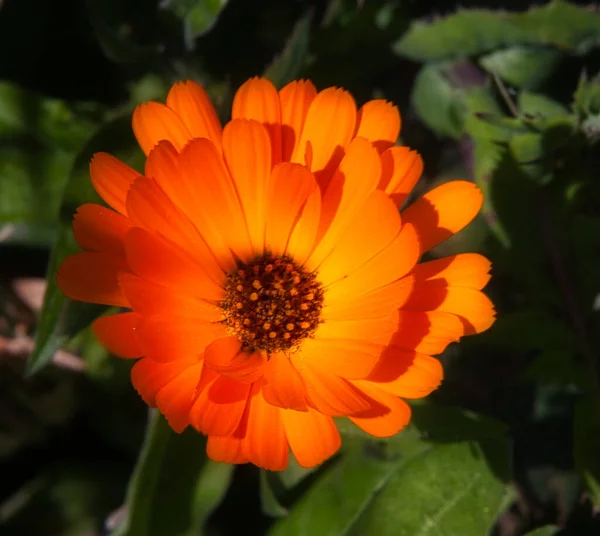 Beautiful Flowers Garden — Stock Photo, Image