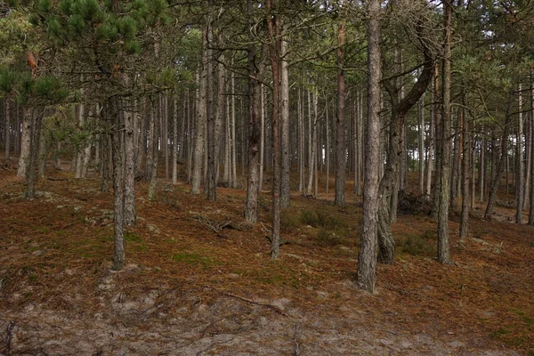 Belle Forêt Dans Les Montagnes — Photo