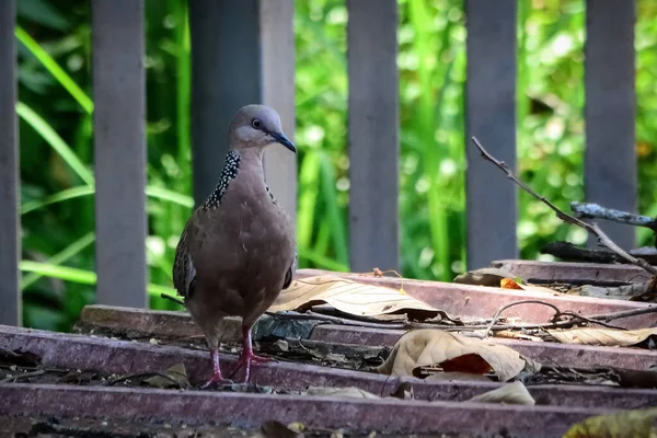 Ein Vogel Sitzt Auf Dem Boden — Stockfoto