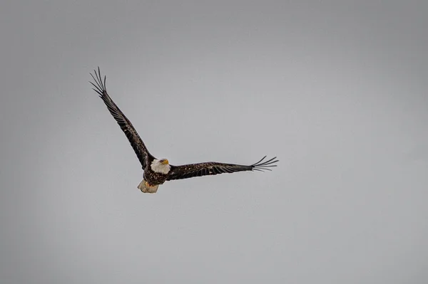 Eagle Flying Sky — Stock Photo, Image