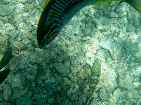 Підводний Вид Рибу Морі — стокове фото