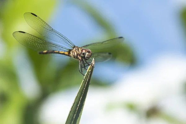 Libelle Een Bloem — Stockfoto